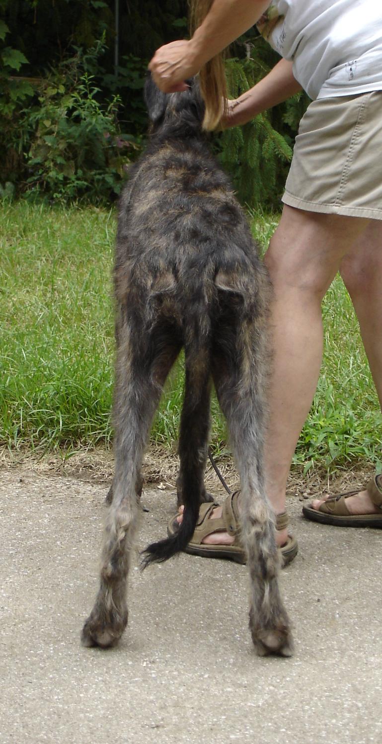 Brie at 6 months, rear