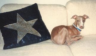 The Star