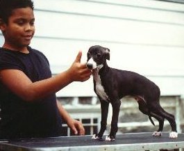BABY ROCKY